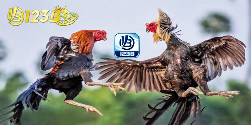 Trường gà tổ chức sôi động từ 123B cung cấp